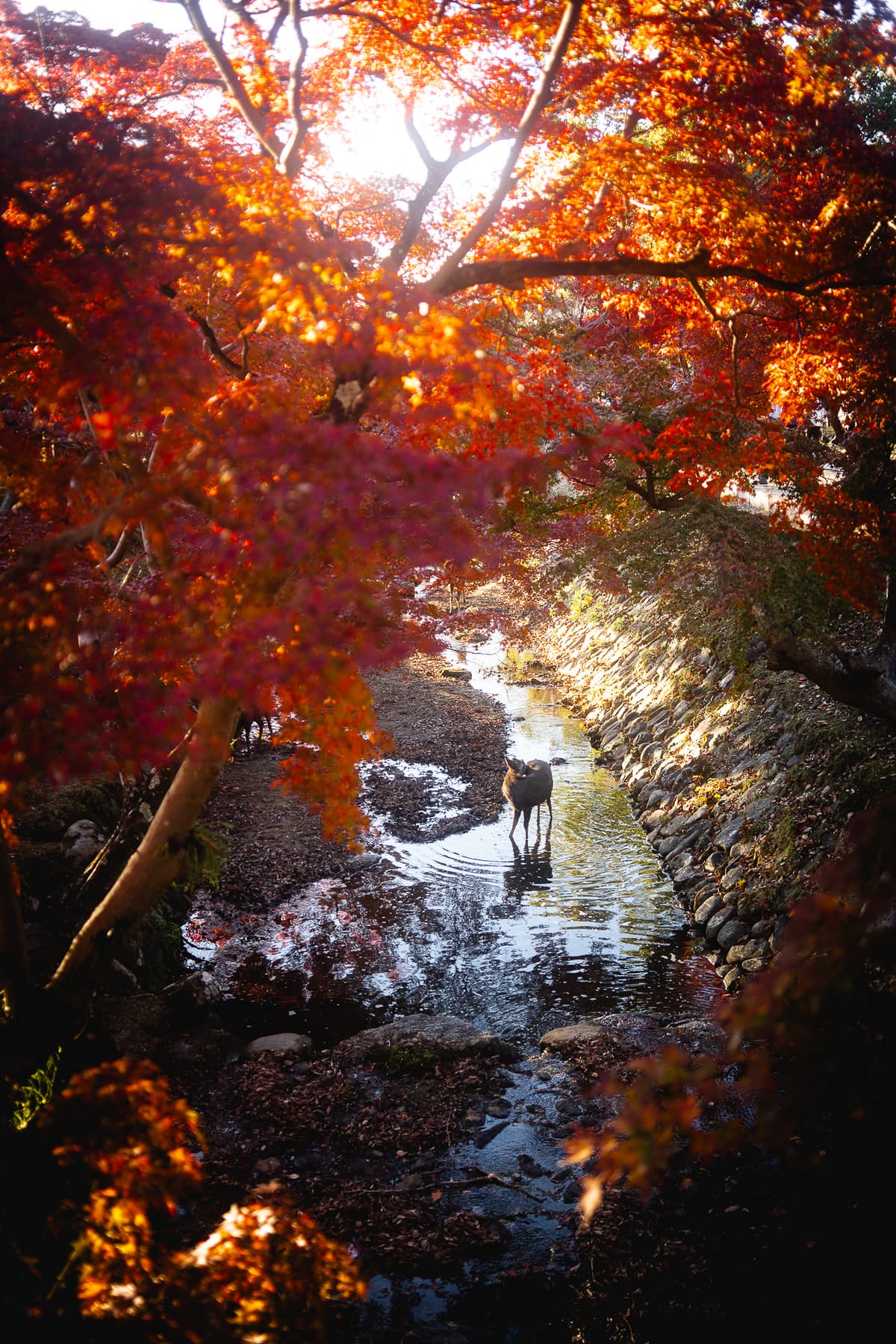 A deer wading through a shallow stream framed by brilliant red autumn maple trees in Nara, Japan